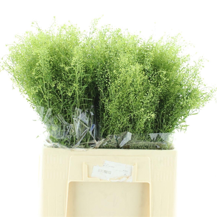 <h4>Lepidium Green Dragon</h4>