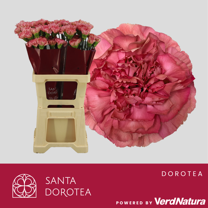 <h4>DI ST Dorotea SEL</h4>