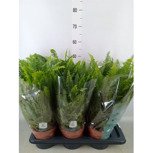 Nephrolepis exal. 'Green Lady'