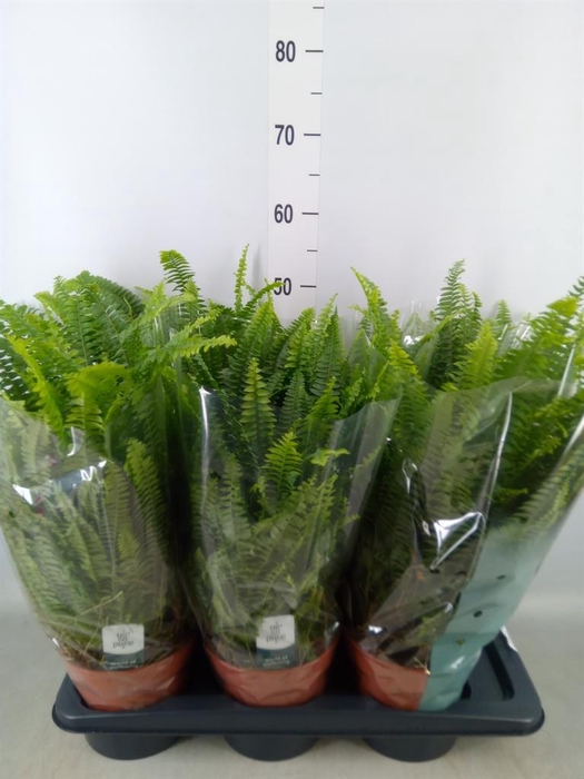 <h4>Nephrolepis exal. 'Green Lady'</h4>