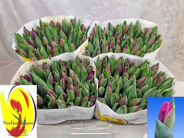 <h4>TU EN ROESKA</h4>