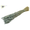 Triticum per bunch Frosted Light Blue