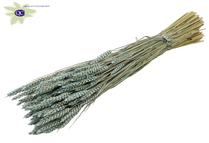 Triticum per bunch Frosted Light Blue