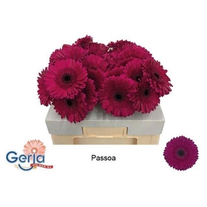 GERBERA PASSOA