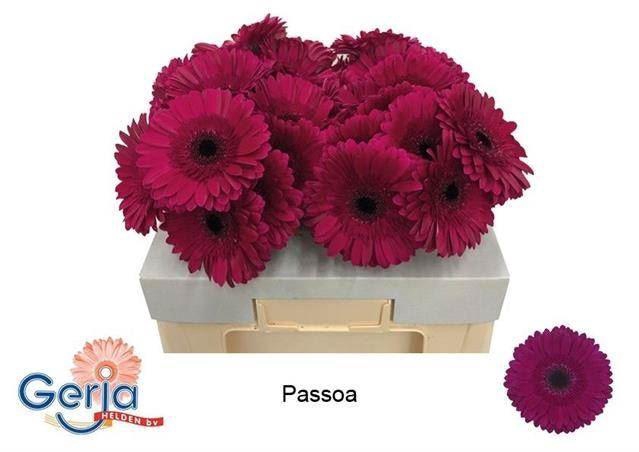 <h4>GERBERA PASSOA</h4>
