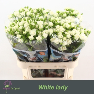 R TR WHITE LADY
