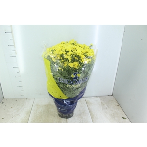 CRISANTEMO BOLA BELGA P20