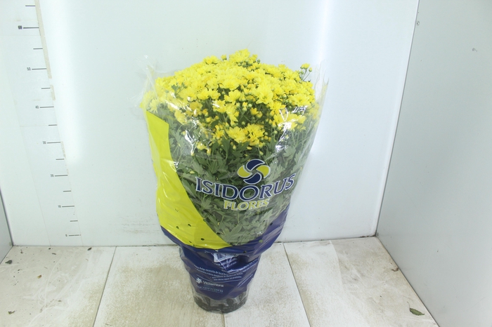 CRISANTEMO BOLA BELGA P20