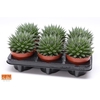 Aloe Aristata Magic SuPure® 12 ROCKS, beperkt leverbaar
