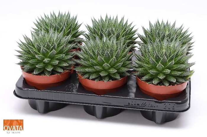 Aloe Aristata Magic SuPure® 12 ROCKS, beperkt leverbaar