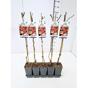 Campsis x tagliabuana Madame Galen