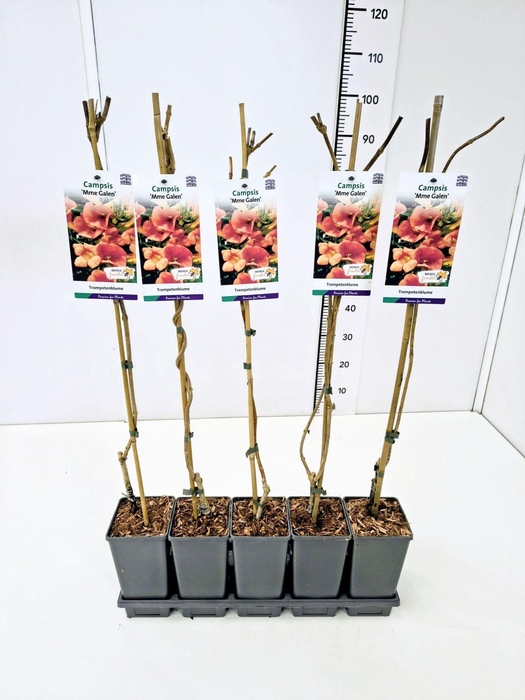 Campsis x tagliabuana Madame Galen