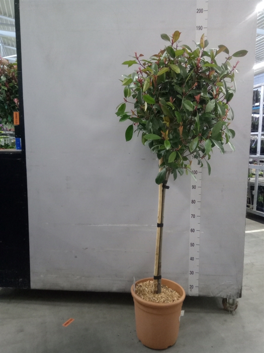 <h4>Photinia fraseri</h4>