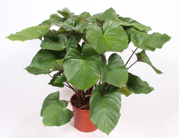 <h4>Homalomena rubescens Maggy</h4>