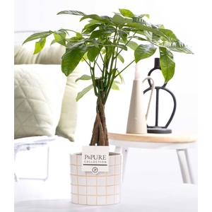 Pachira Aquatica in P&PURE Tirza ceremics