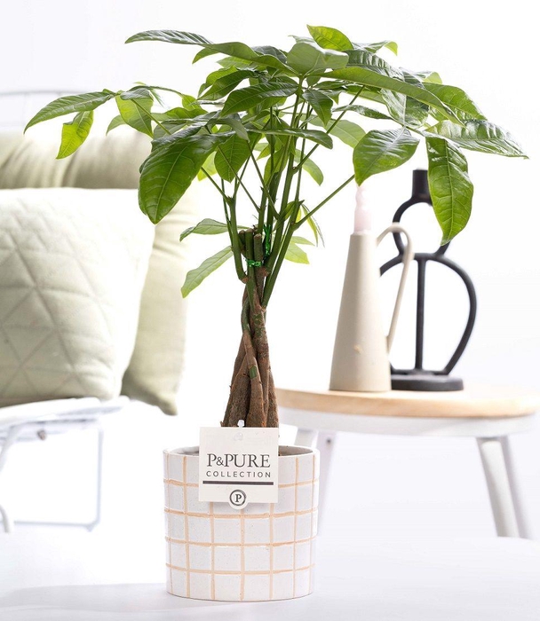 <h4>Pachira Aquatica in P&PURE Tirza ceremics</h4>