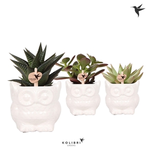 Kolibri Greens Succulenten mix in Owl pot white