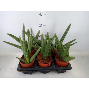 Sansevieria cyl. 'Handshake'