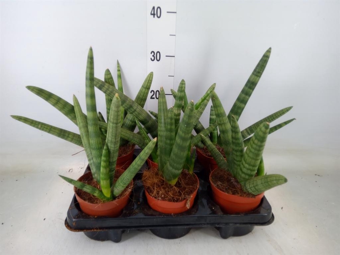 <h4>Sansevieria cyl. 'Handshake'</h4>