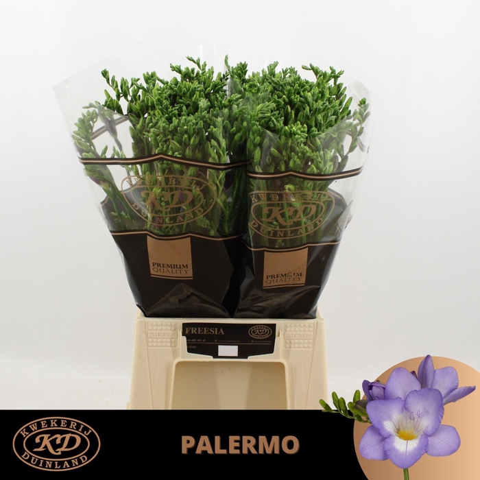 <h4>FR EN PALERMO</h4>