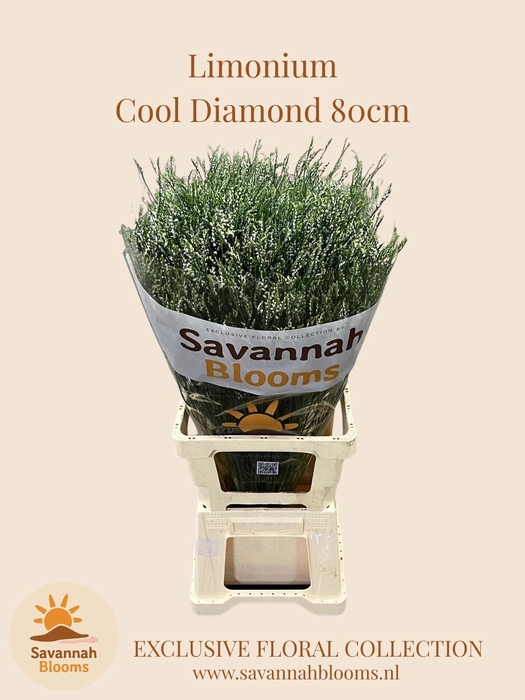 <h4>Lim Sin Cool Diamond</h4>
