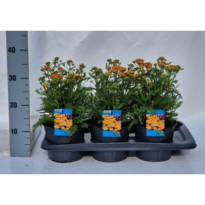 Achillea millefolium