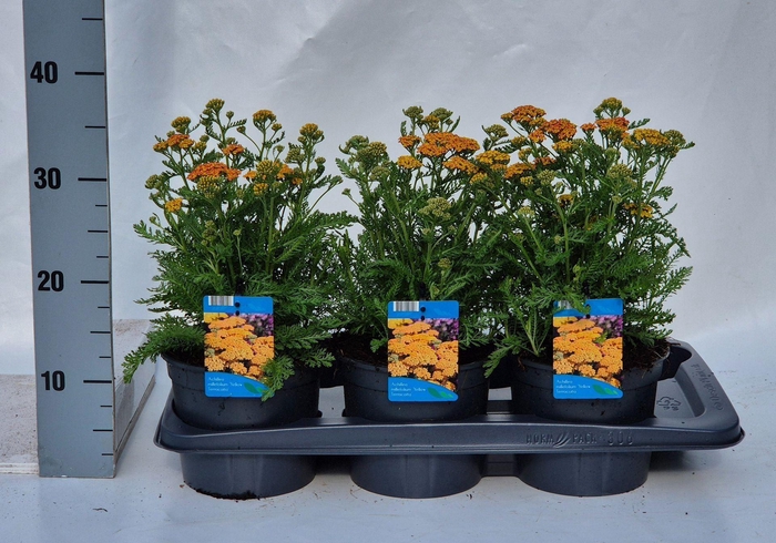<h4>Achillea millefolium</h4>