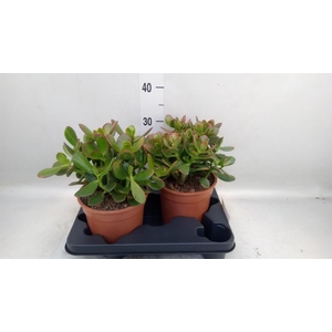 Crassula ovata 'Sunset'