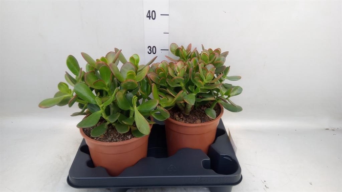 <h4>Crassula ovata 'Sunset'</h4>