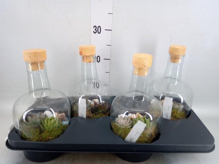 <h4>Arr.  Succulents L%</h4>