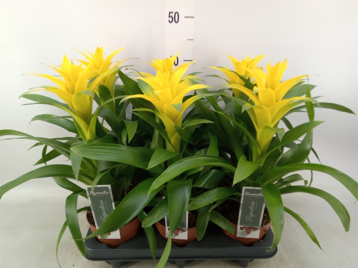 <h4>Guzmania  'Desire'</h4>