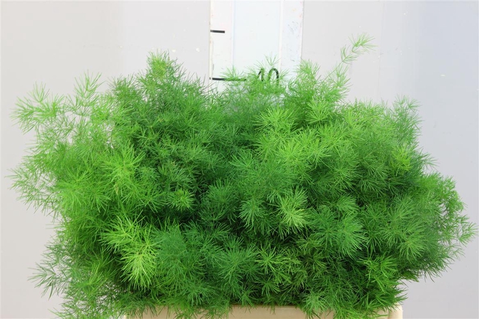 <h4>Asparagus Umbellatus 35</h4>