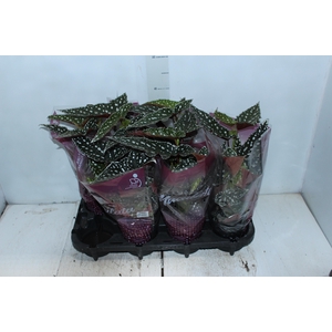 BEGONIA MACULATA SPOTLIGHT GREEN P13