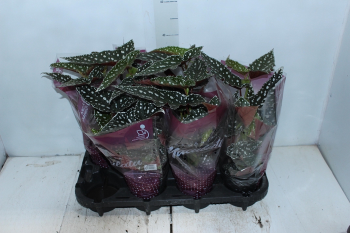 <h4>BEGONIA MACULATA SPOTLIGHT GREEN P13</h4>