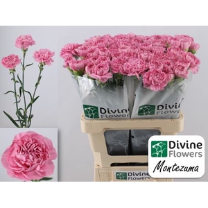 Dianthus ST 'Montezuma'
