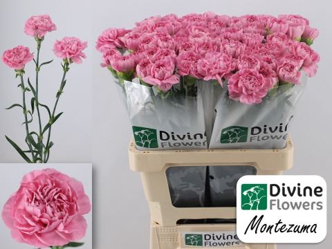 <h4>Dianthus ST 'Montezuma'</h4>