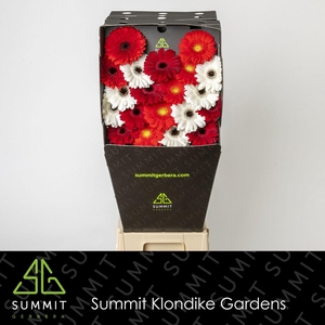 Germini mix Rood  Wit Diamond
