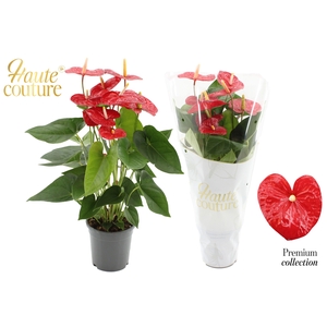 Anthurium 17 cm Jambo Red in Haute Couture sleeve