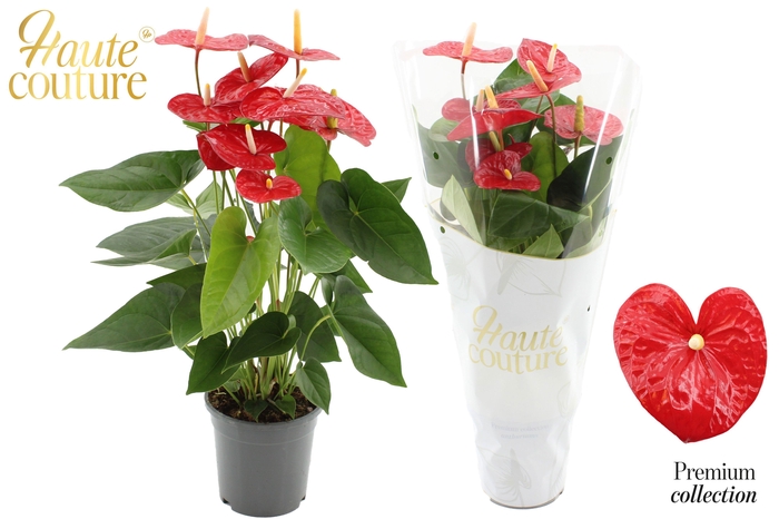 <h4>Anthurium 17 cm Jambo Red in Haute Couture sleeve</h4>