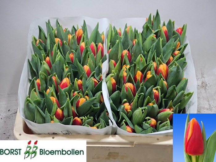 <h4>TU EN SPIRIT</h4>