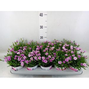 Dianthus  'Pink Kisses'