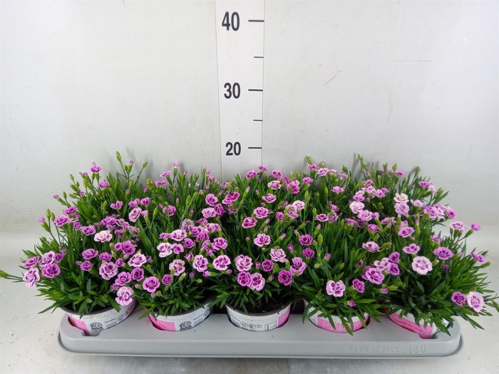 <h4>Dianthus  'Pink Kisses'</h4>