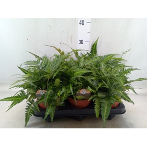 Arachniodes aristata 'Variegata'