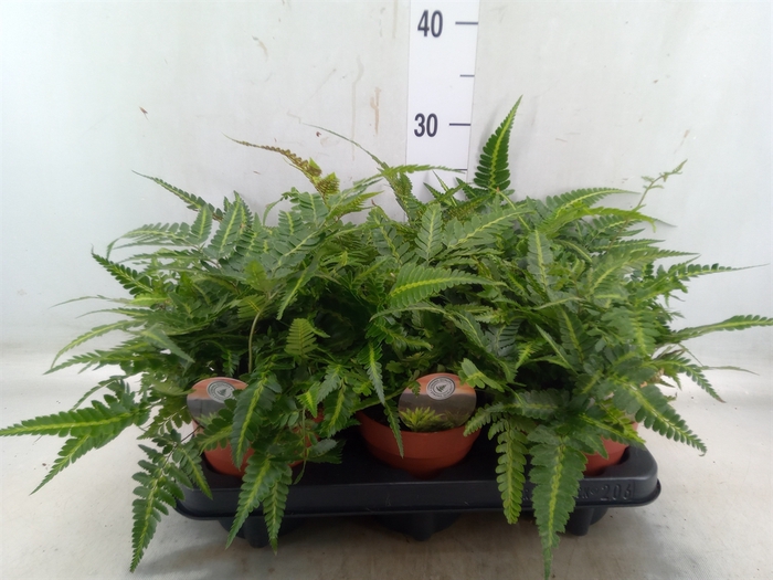 <h4>Arachniodes aristata 'Variegata'</h4>
