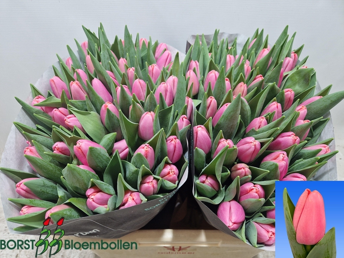 <h4>TU EN TRESOR</h4>