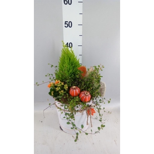 Arr.   Tuinplanten L%