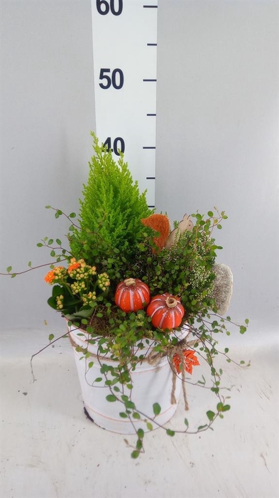 <h4>Arr.   Tuinplanten L%</h4>