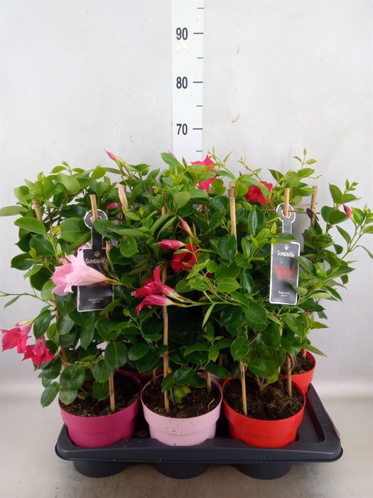 <h4>Mandevilla  'Sundavil'   ...mix</h4>