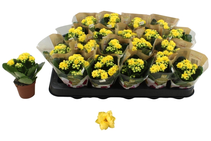 <h4>KAL GE AMARILLO YELL</h4>