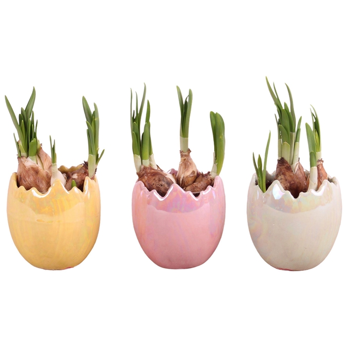 <h4>Easter Arr. Narcis Ceramic Egg Pearl Glazed Ø09cm 1PP</h4>